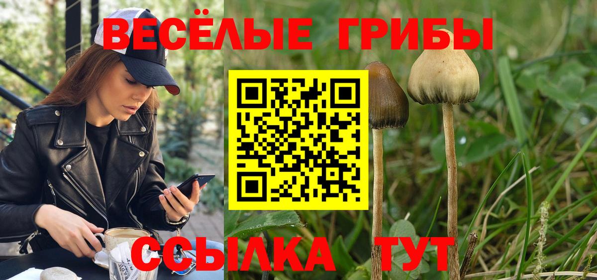 купить наркотики сайты  Псилоцибиновые грибы Cubensis  Зеленодольск  Вход с VPN  Псилоцибиновые грибы прущие грибы 